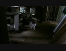 とある田舎の猫事情　～白キジ猫襲来編～