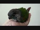 ウロコインコ：チビ【4Kお試し Part2～ダウンコンバート版～】