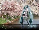 [初音ミク]桜ノ雨　を思わず歌ってみた