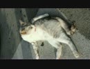 毛づくろいにゃんこ