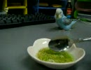 【インコ】キラ、にこにこデビュー。走ってきます