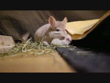 ランニングマシンの下でチンチラの赤ちゃんが産まれました