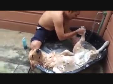 犬をダメにする泡風呂ｗｗｗｗｗｗｗｗｗ