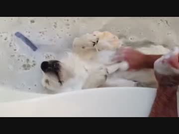 犬をダメにする泡風呂ｗｗｗｗｗｗｗｗｗその２