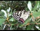 どうぶつの森「もりのせいかつ」ver.aco