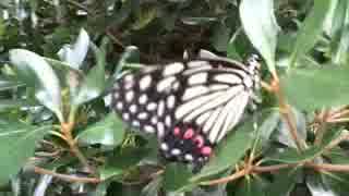 人気の もりのせいかつ 動画 13本 ニコニコ動画