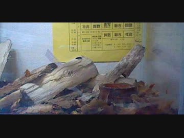 オオクワガタ　飼育セット　オオクワガタ投入