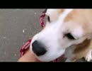 たまにいくならこんなさんぽ