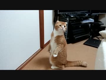 何かを見つけた猫