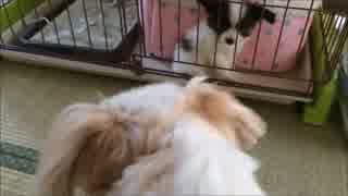 ２匹目の犬