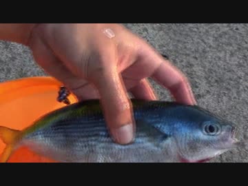 ゴズの式根島ソロキャンプ生活　その5