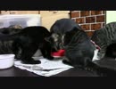 こんしゅうのおやつ【蒼民家の猫々】