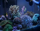【海水立ち上げ】0から始めるマリンアクアリウム PART3