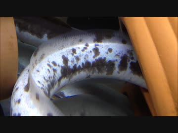 【白黒鰻】 パンダウナギ 【その１♪】