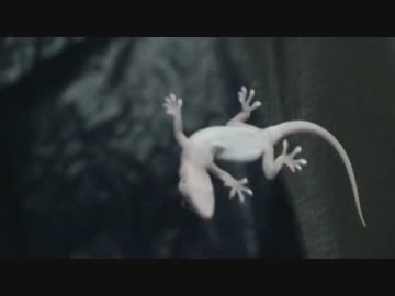 ヤモリの身体能力