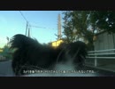 【犬載】ワンコの背中から【ﾎﾞｰﾀﾞｰｺﾘｰ】