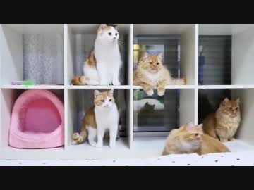 【マンチカンズ】猫マンションだョ！全員収納