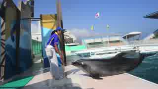 【民謡日本一】鴨川シーワールド【水族館】