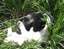 なかのよいねこ