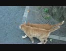 【公園猫戦争】猫兄妹、歓迎の8WD走法を披露する