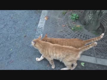 【公園猫戦争】猫兄妹、歓迎の8WD走法を披露する