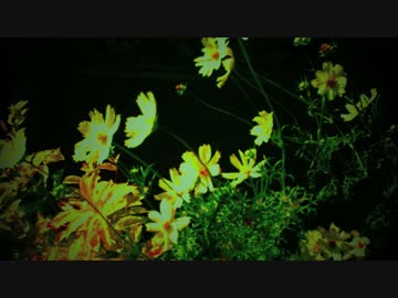 カニの星で