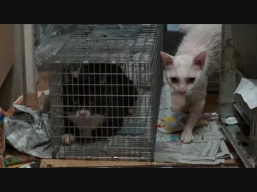 【猫の去勢ドキュメント】超人懐こい茶トラ猫の捕獲に挑む