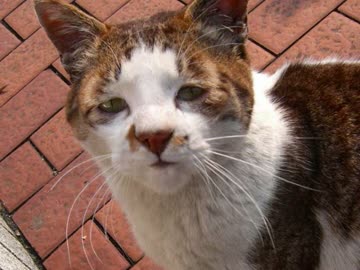 超絶面白し癒されし動物たち