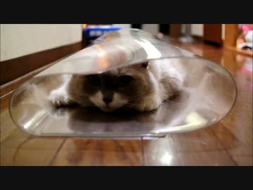 この反応は猫として正解なのか…？