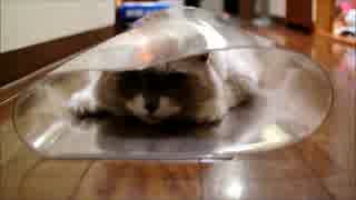 この反応は猫として正解なのか…？