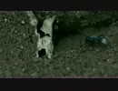 蟻(アリ)の観察 Part.2 サボってると怒られる [4K動画]