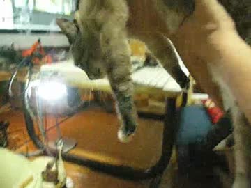 ジャンくん新記録！　連続６回空中浮揚成功