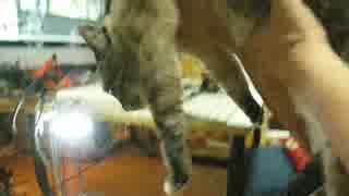 ジャンくん新記録！　連続６回空中浮揚成功