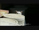とある田舎の猫事情　～子猫屋外進出編～