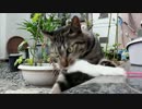 何やら騒がしい玄関先が大好きです【魚くれくれ野良猫】
