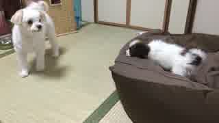 いつのまにか和解した犬