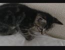 【ぬこぬこ動画】　こぬこさん、おもちゃで遊ぶ。