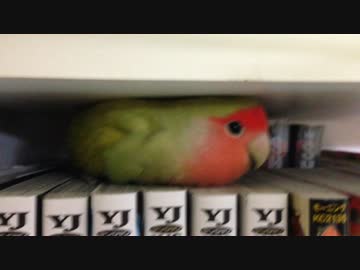 まるで虫のようなインコ
