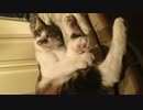 猫が寝てるところをじっと観察しました