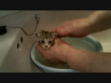 汚い子猫を・・・2匹目 入浴シーン（ノーカット）