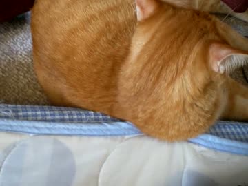 拾いねこ＠生後805/772日part1　この1年も程々に生きていきましょー