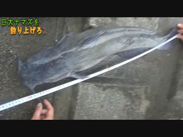 【70ｃｍ超】巨大ナマズを釣り上げろ【後半】