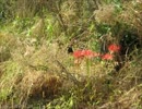 風景シリーズ16田舎の秋の風景