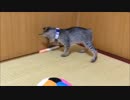 【拾い猫『ぼん』】野生の本能？【シャー！】