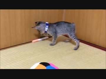 【拾い猫『ぼん』】野生の本能？【シャー！】