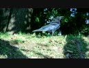 【カラスの金属光沢】輝くハシボソガラス