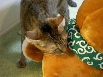 拾いねこ＠生後805/772日part2　久し振りに二本目