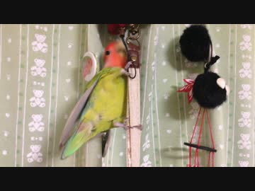 カーテンでアクロバティック一人遊び