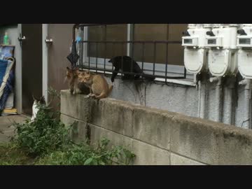 通りすがりの猫時空で子猫たちの様子を眺めてみた