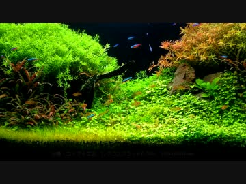 立ち上げ約1年の90cm水草水槽